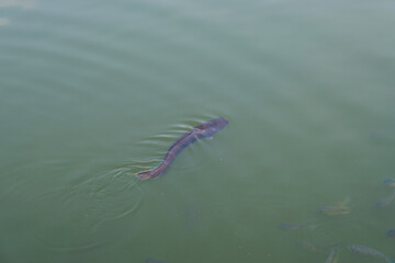Catfish swimming near the surface of a pond with visible ripples in calm water, showcasing freshwater aquatic life and natural ecosystem in India