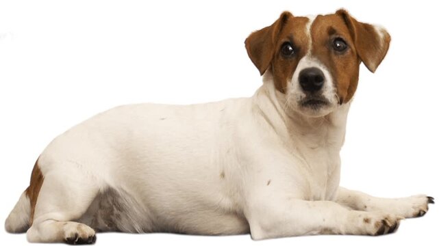dog on white background