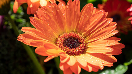A Beautiful Solitary Orange Gerbera Flower Rises Above the Dark Background, Emphasizing its Delicate Yet Striking Form and Vibrant Color.