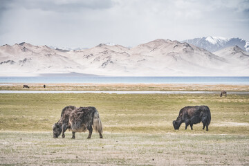 Fototapeta premium Yaks grazing and wandering across grassy pastures in the Tien Shan Mountains of the Pamirs in Tajikistan, against a backdrop of snow-capped mountain peaks and glaciers, ungulates