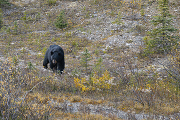 A Black Bear Wanders Through Banff, Alberta