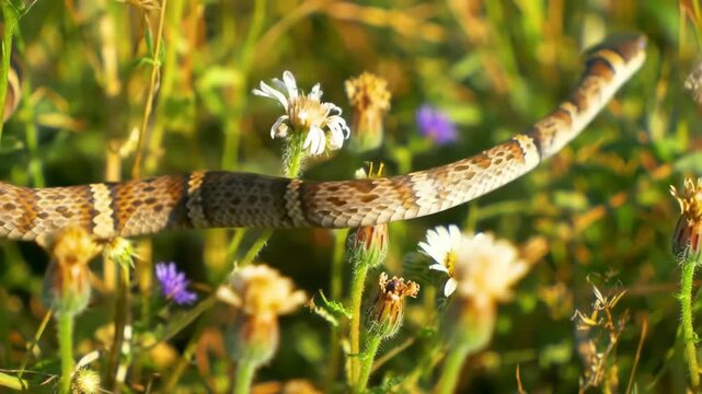 Slithering snake in wild grass and daisy flowers, wildlife animal in nature.