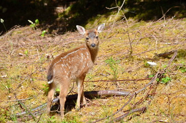 Sitka black-tailed deer fawn on Haida Gwaii, British Columbia, Canada.