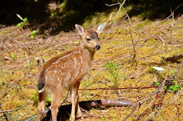 Sitka black-tailed deer fawn on Haida Gwaii, British Columbia, Canada.
