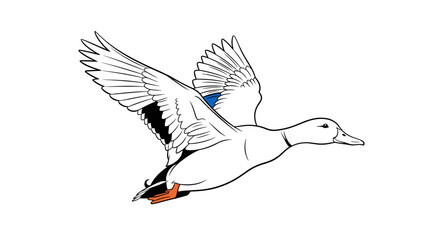 A line drawing illustration of a mallard duck in flight with its wings outstretched.