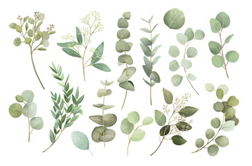 Watercolor green eucalyptus leaves illustration set © Anastasiia 