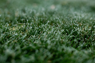green grass covered with frost in the morning