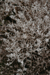 First frost on the branches