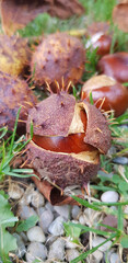Close-up of horse chestnuts on the ground with cracked spiky shells and fresh brown nuts in grass
