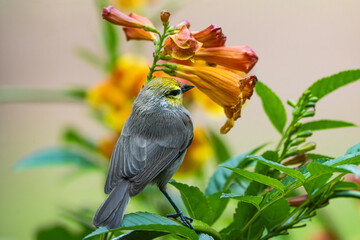 Verdin (Auriparus flaviceps), Perched on a Yellow Bells. (Tecoma stans) Bloom