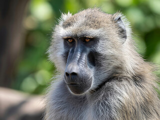 Intelligent baboon gazes thoughtfully into the distance, capturing the essence of wildlife and nature's fascinating creatures in this close-up portrait