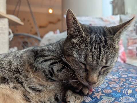 Close-up of a sleeping tabby cat on a patterned surface, capturing relaxed mood in a cozy indoor café.