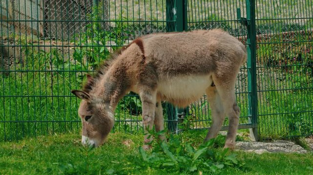 slow panning shoot of the Cotentin donkey strolled leisurely across the meadow, grazing as it went, its head and tail swaying gently