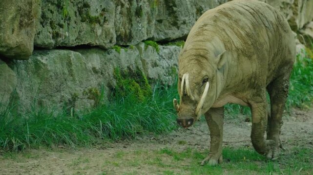 slow motion shoot of babirusa as known as pig deer stroll along the path in his shelter in a zoo