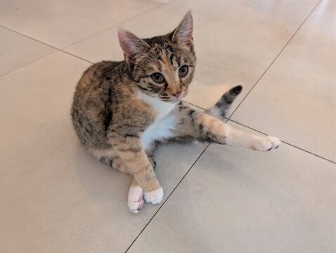 Cute young tabby-white kitten lying on the floor in a relaxed pose. Soft indoor lighting and cozy atmosphere.