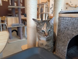 Calm tabby cat sitting beside a scratching post in a cat café interior. Cozy indoor portrait of a relaxed domestic cat.