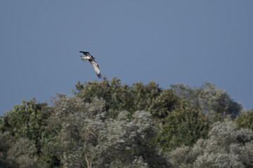 Balbuzard p&ecirc;cheur au lac du Der