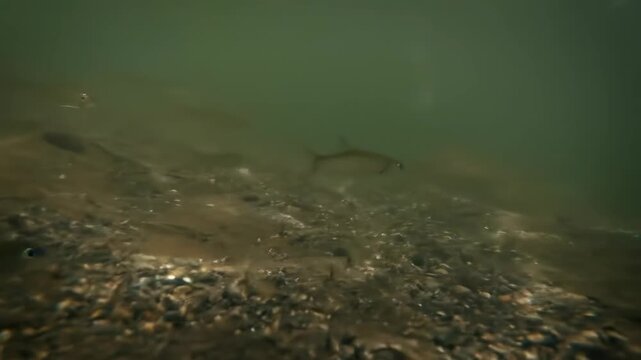 School of fish swimming underwater in natural environment, underwater wildlife.