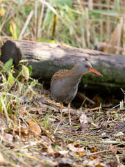 Water rail, Rallus aquaticus