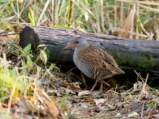 Water rail, Rallus aquaticus