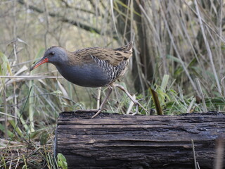 Water rail, Rallus aquaticus, single bird on log in reeds, Warwickshire, November 2025