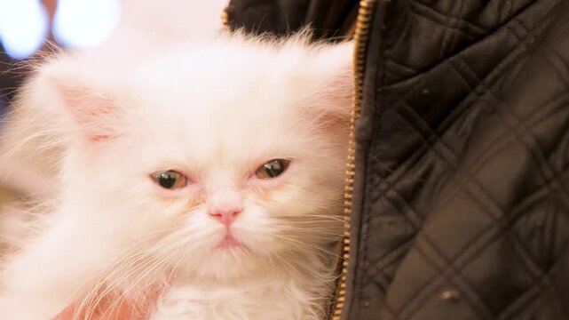 Charming white cat relaxing. closeup of White cat. Cute cat looking around. Cats and kittens portrait.
