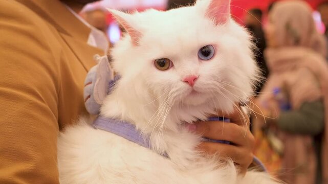 Charming white cat relaxing. closeup of White cat. Cute cat looking around. Cats and kittens portrait.