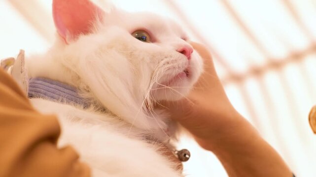 Charming white cat relaxing. closeup of White cat. Cute cat looking around. Cats and kittens portrait.