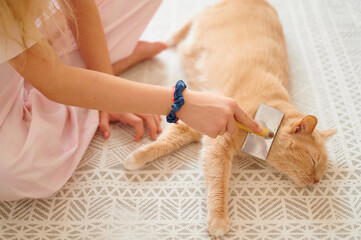 Grooming orange cat with brush indoors