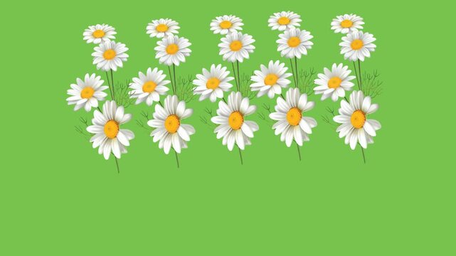 draw spread of white and yellow sunflower in rectangle shape on green screen background
