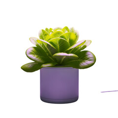 Fresh green lettuce in a purple pot isolated on transparent background