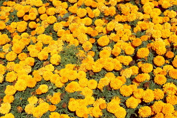 Beautiful yellow marigolds grow in the flowerbed.	
