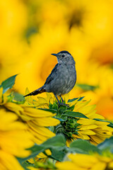 Finch on a sunflower
