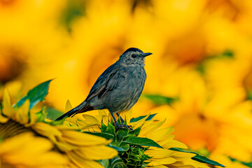 Finch on a sunflower