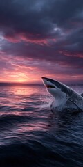 Fototapeta premium Great white shark breaches the surface at sunset over calm ocean waters