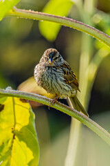 Finch on a sunflower