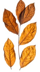 Obraz premium Close-up of dried, autumnal leaves, on a bare stem, against white