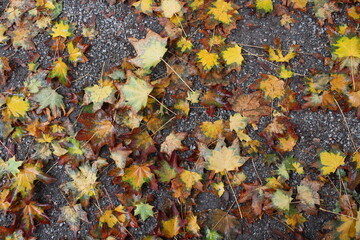 Colorful Fallen Maple Leaves Texture on Wet Pavement, Autumn Foliage Background