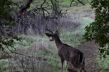 Gorgeous deer roaming the forest in fall