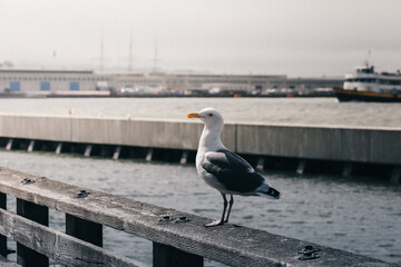 A lone seagull perched on a wooden rail overlooking the calm waterfront under a gray coastal sky.