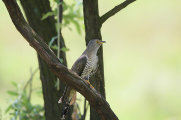 Eurasian cuckoo (Cuculus canorus) hid in the shade of a tree, sitting against a blurred background