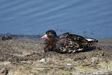 The ruff (Calidris pugnax) in unusual plumage was photographed resting on the shore of an estuary.