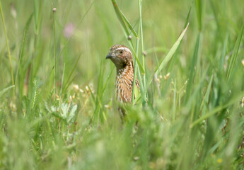 A male common quail (Coturnix coturnix) is photographed close-up hiding in the grass and in full growth on a field road.