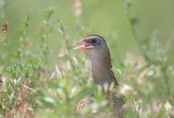 A close-up shot of an adult corncrake (Crex crex) in its natural habitat