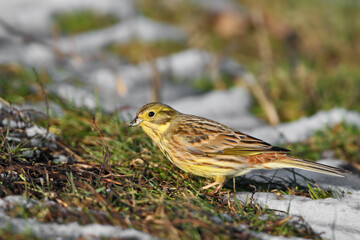 An adult yellowhammer (Emberiza citrinella) in winter plumage is photographed close-up feeding on grass.
