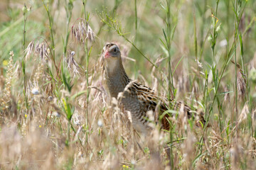A close-up shot of an adult corncrake (Crex crex) in its natural habitat