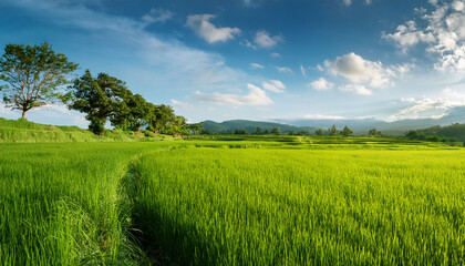 Obraz premium Lush Green Paddies Under A Vast Sky With Tall Trees And Abundant Fertility