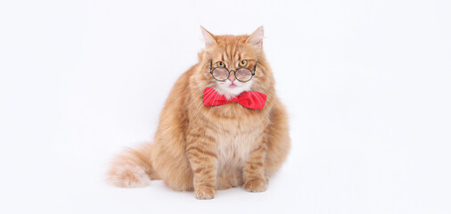 Fluffy ginger cat wearing round glasses and a red bow tie on a clean white background, stylish and humorous studio portrait perfect for advertising, pet-themed designs and modern branding