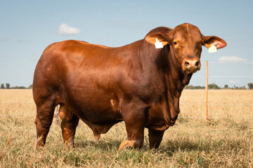 toro bovino marron en un campo abierto bajo luz natural viendo a camara