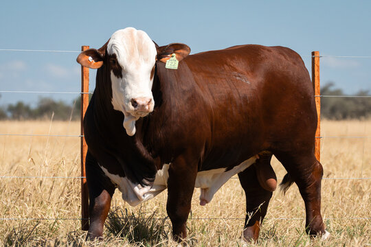 toro braford de pien en plano corto con luz natural